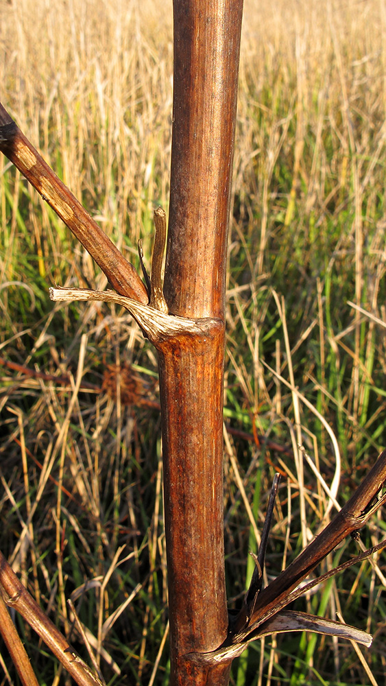 Image of Xanthoselinum alsaticum specimen.