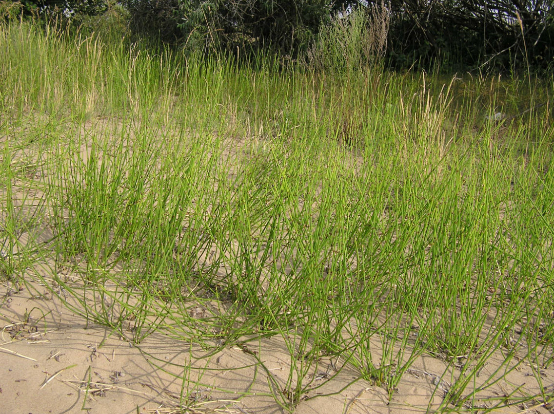 Image of Equisetum × moorei specimen.