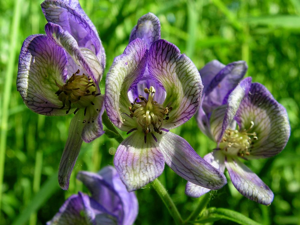 Image of Aconitum karafutense specimen.