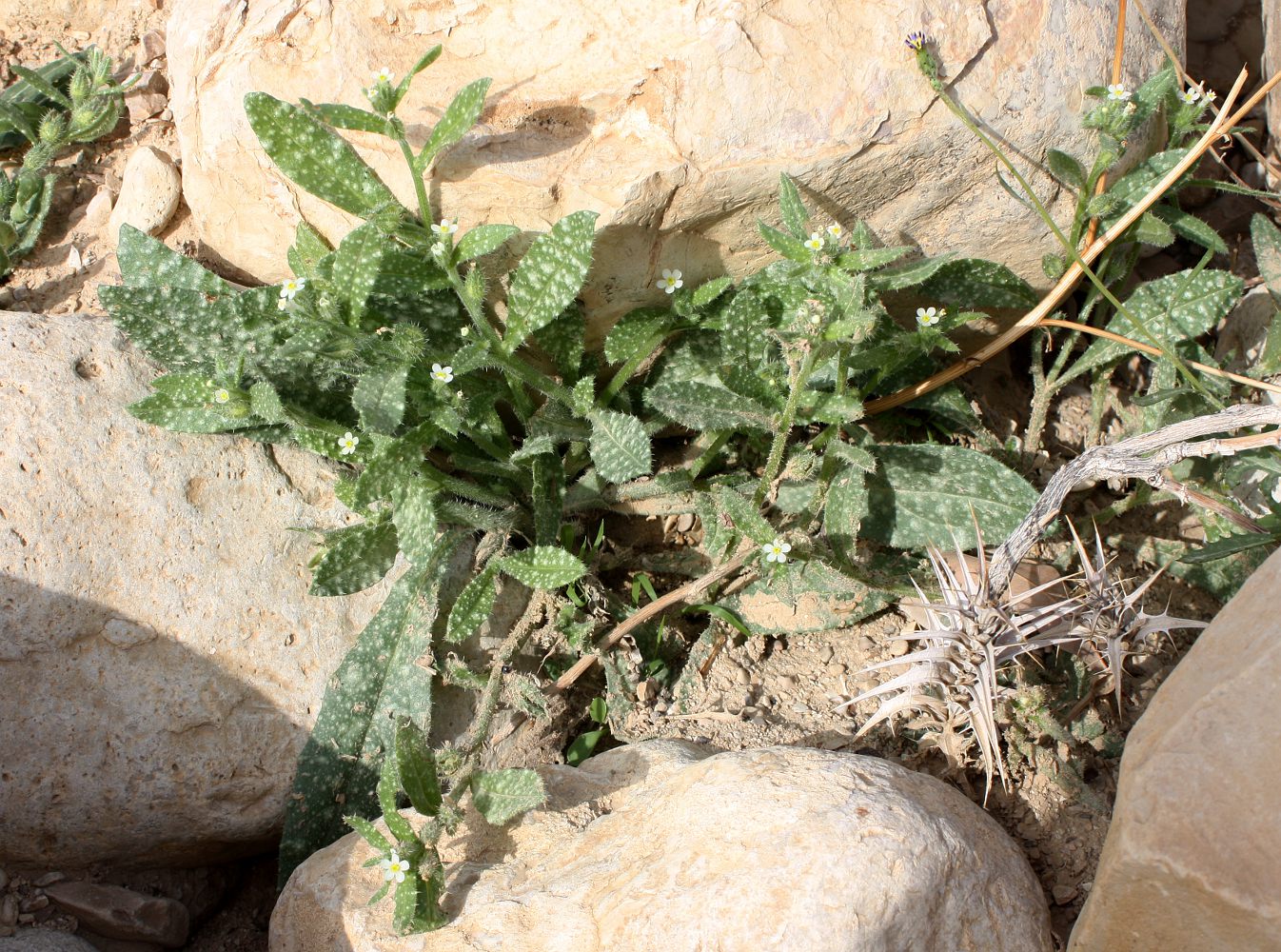 Image of Anchusa aegyptiaca specimen.