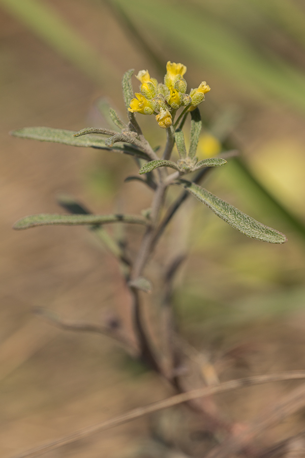 Image of genus Alyssum specimen.