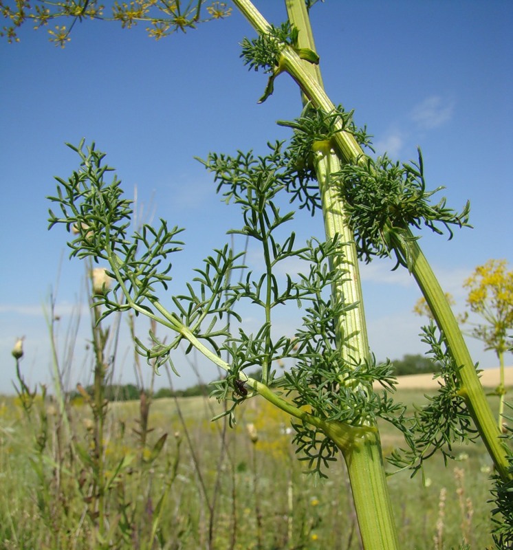 Image of Ferulago galbanifera specimen.