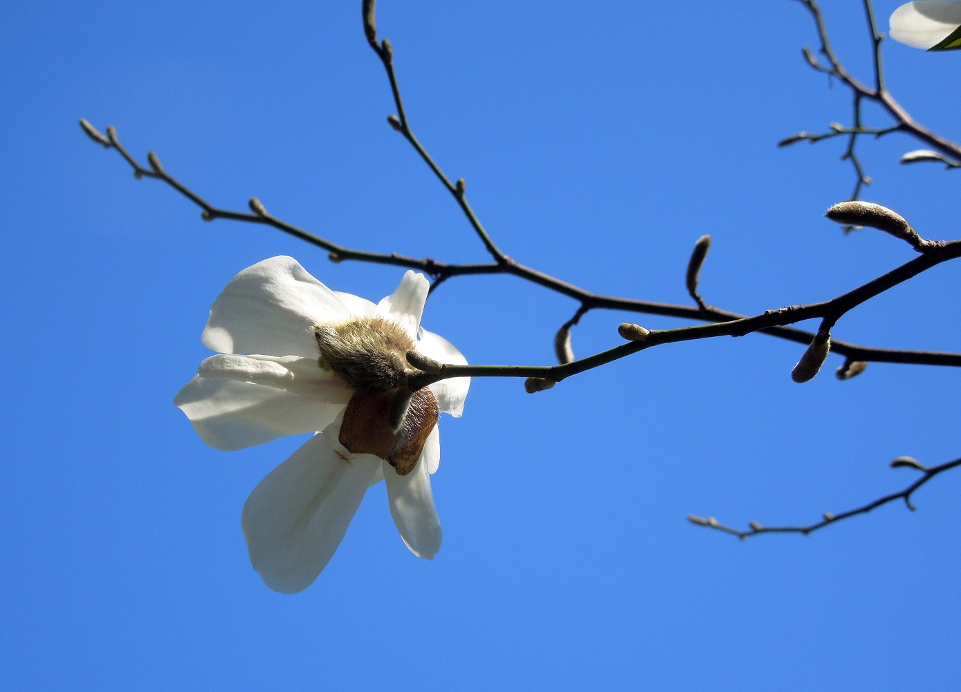 Image of Magnolia kobus specimen.