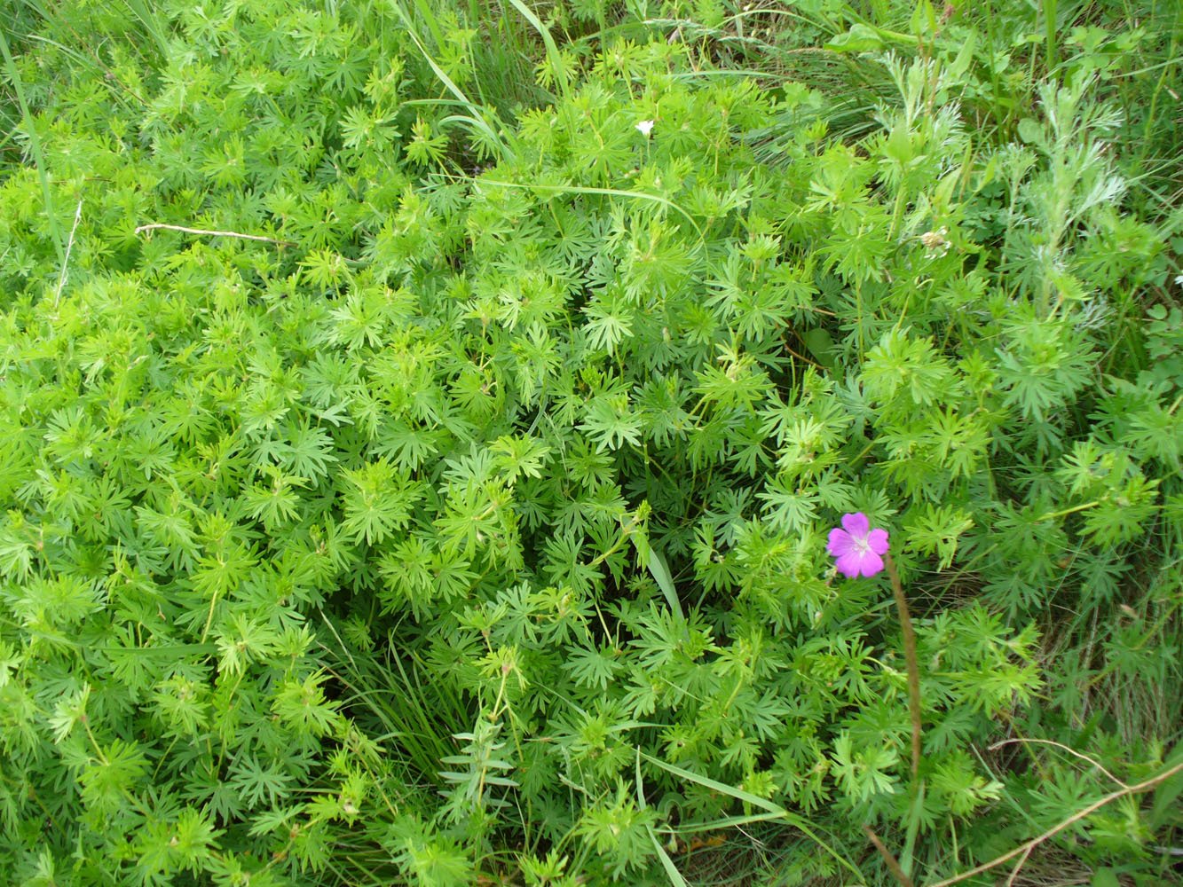 Изображение особи Geranium sanguineum.