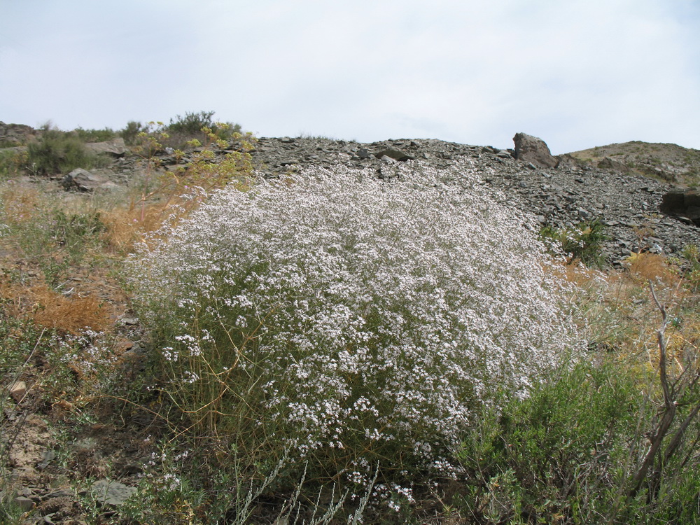 Image of Acanthophyllum gypsophiloides specimen.