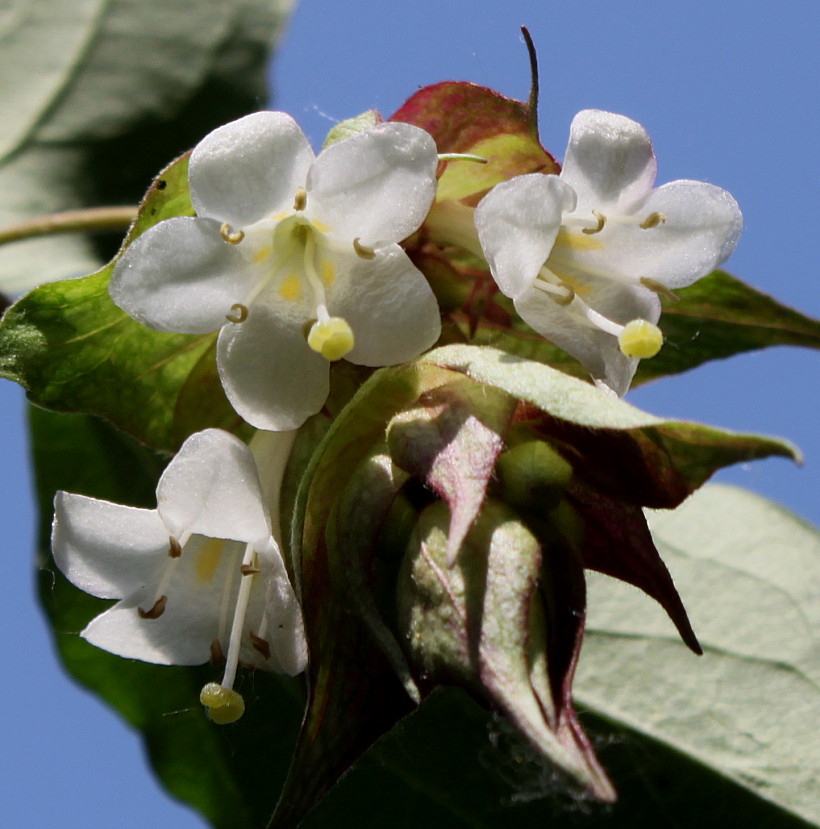 Image of Leycesteria formosa specimen.