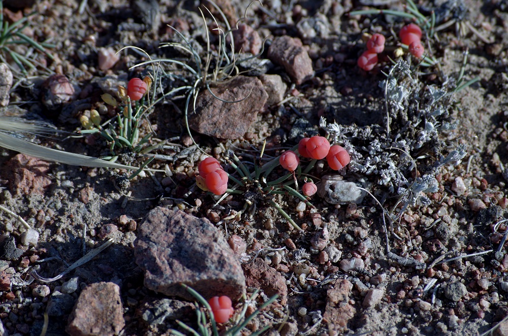 Image of Ephedra fedtschenkoae specimen.