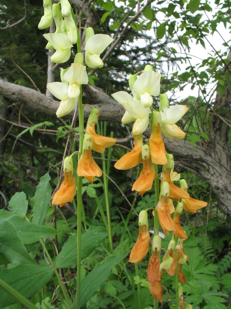 Image of Lathyrus gmelinii specimen.