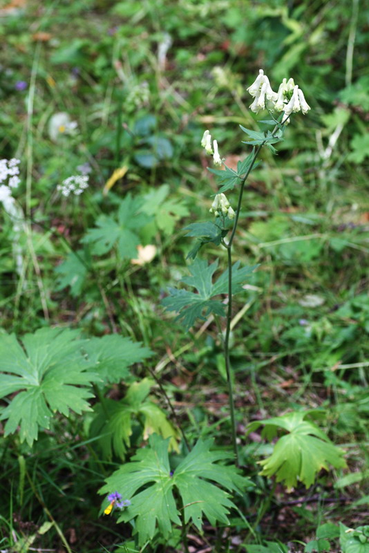 Изображение особи Aconitum lasiostomum.