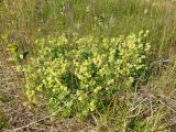 Alchemilla alpina