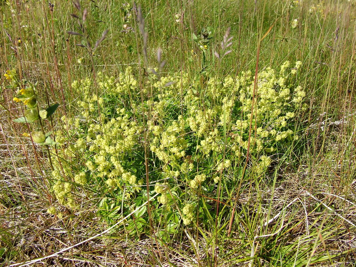 Image of Alchemilla alpina specimen.