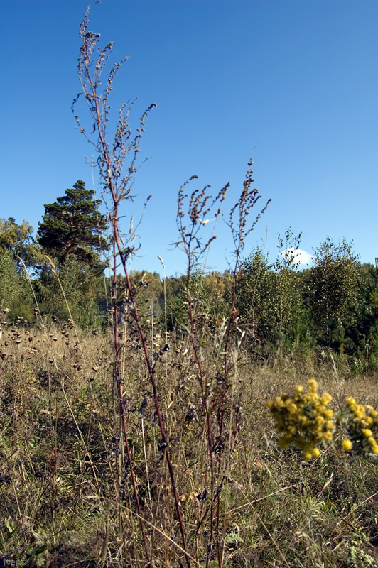 Image of Artemisia vulgaris specimen.