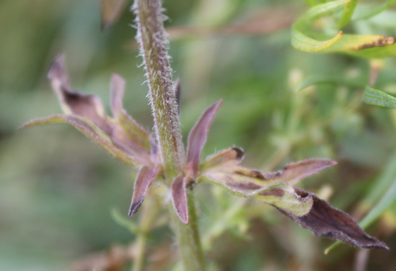 Image of Schizonepeta multifida specimen.