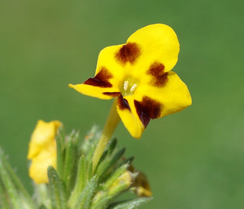 Изображение особи Arnebia guttata.