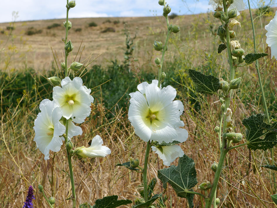 Image of Alcea nudiflora specimen.