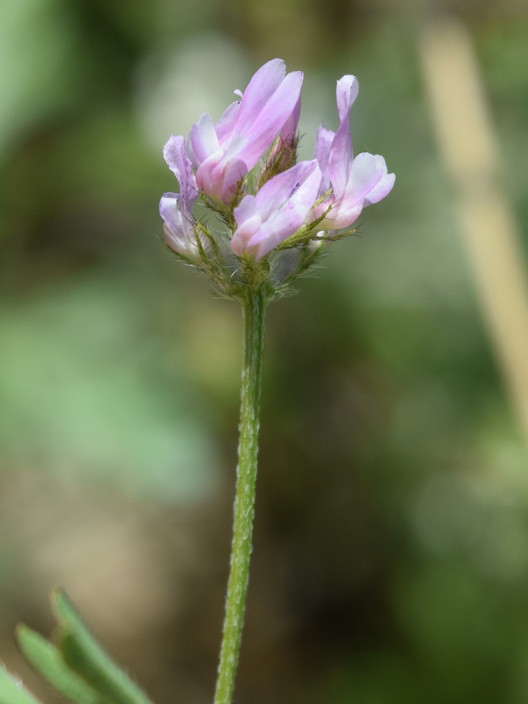 Image of Astragalus filicaulis specimen.