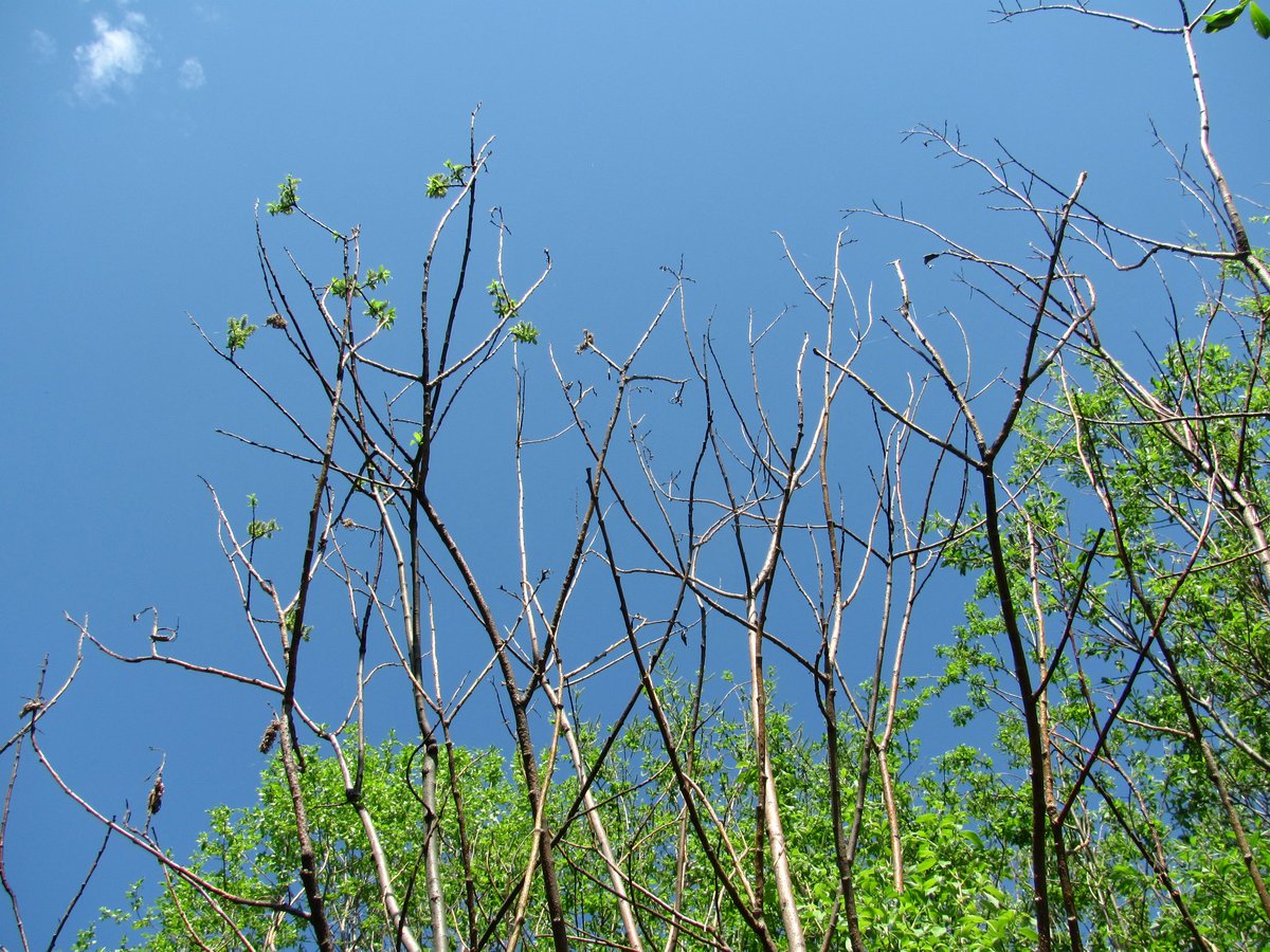 Image of Salix myrsinifolia specimen.