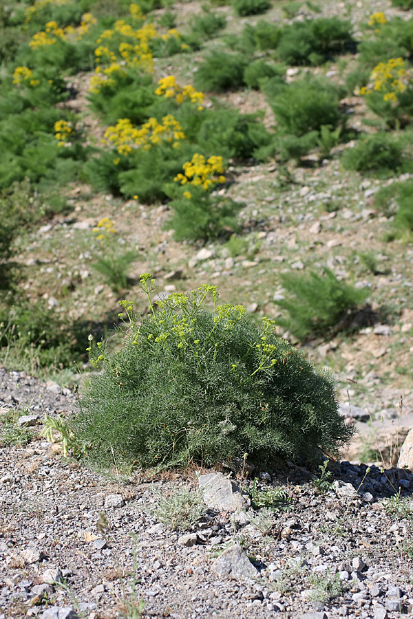 Image of Prangos ornata specimen.