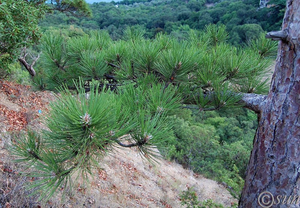 Изображение особи Pinus pallasiana.