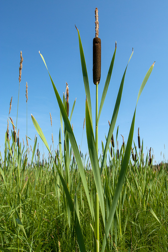 Изображение особи Typha latifolia.