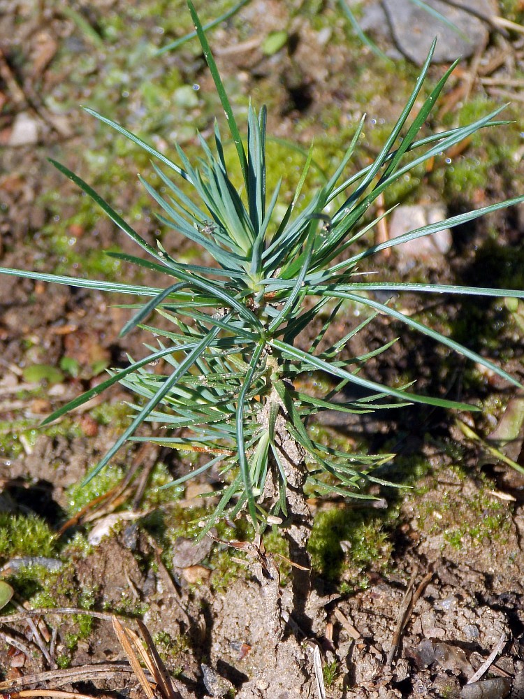 Изображение особи Pinus aristata.