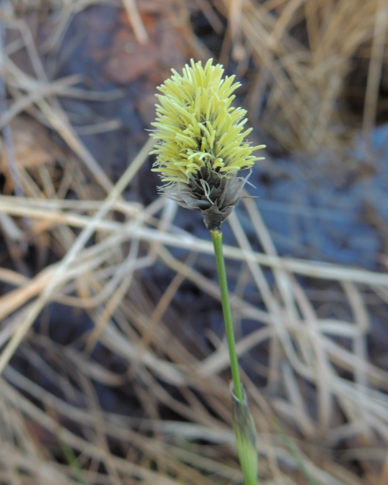 Изображение особи Eriophorum vaginatum.