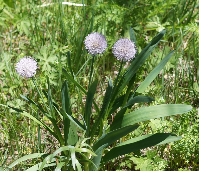 Image of Allium amblyophyllum specimen.