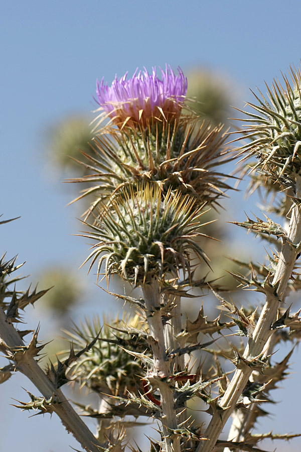 Image of Olgaea pectinata specimen.