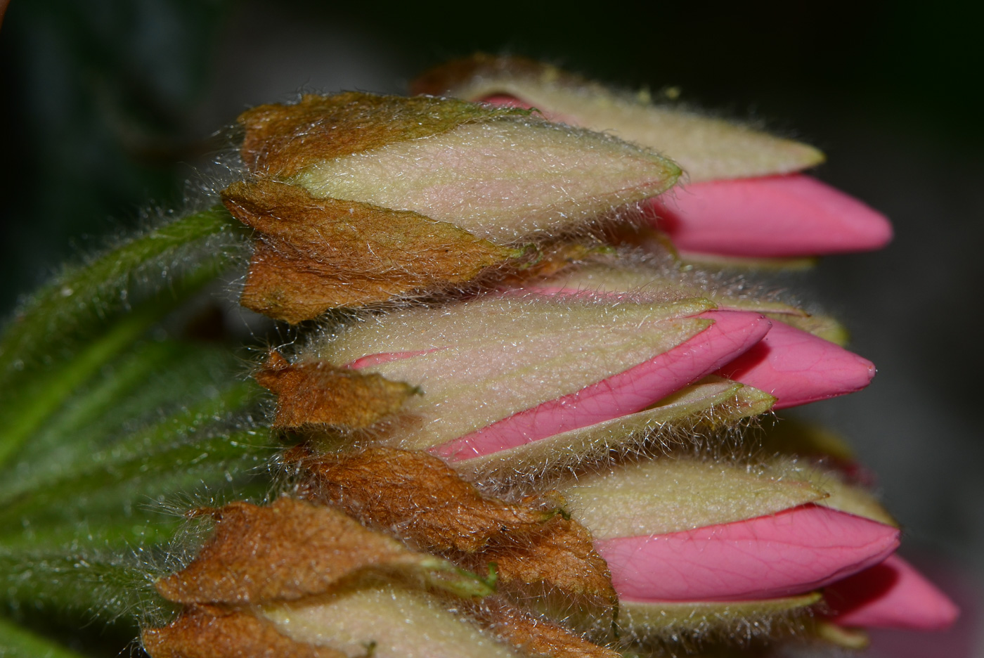 Image of Dombeya &times; cayeuxii specimen.