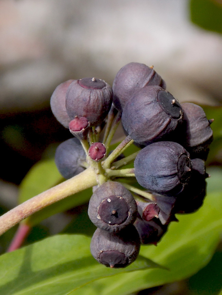 Image of Hedera helix specimen.