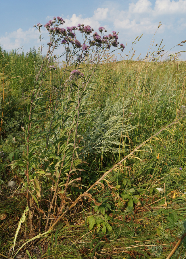 Image of Saussurea elata specimen.