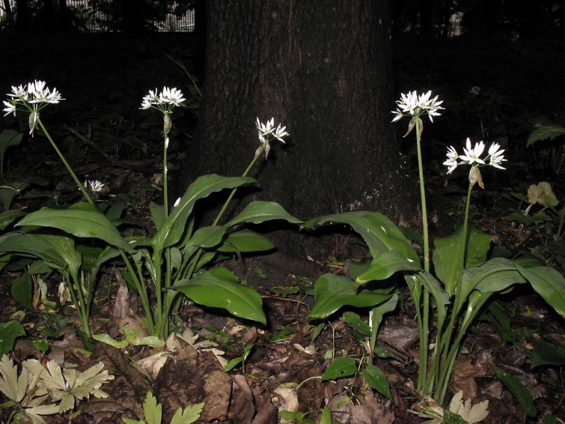 Изображение особи Allium ursinum.