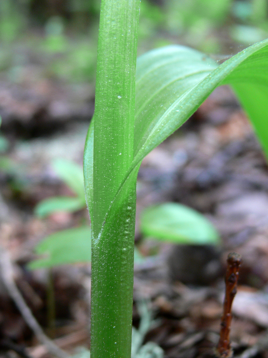 Image of Veratrum lobelianum specimen.