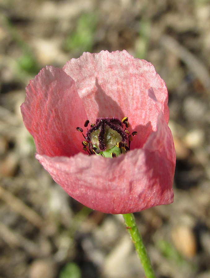 Image of Papaver stevenianum specimen.