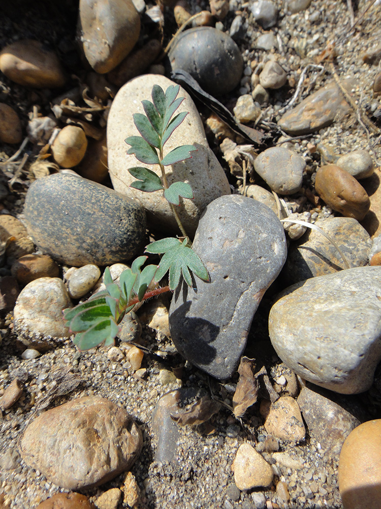 Изображение особи Potentilla bifurca.