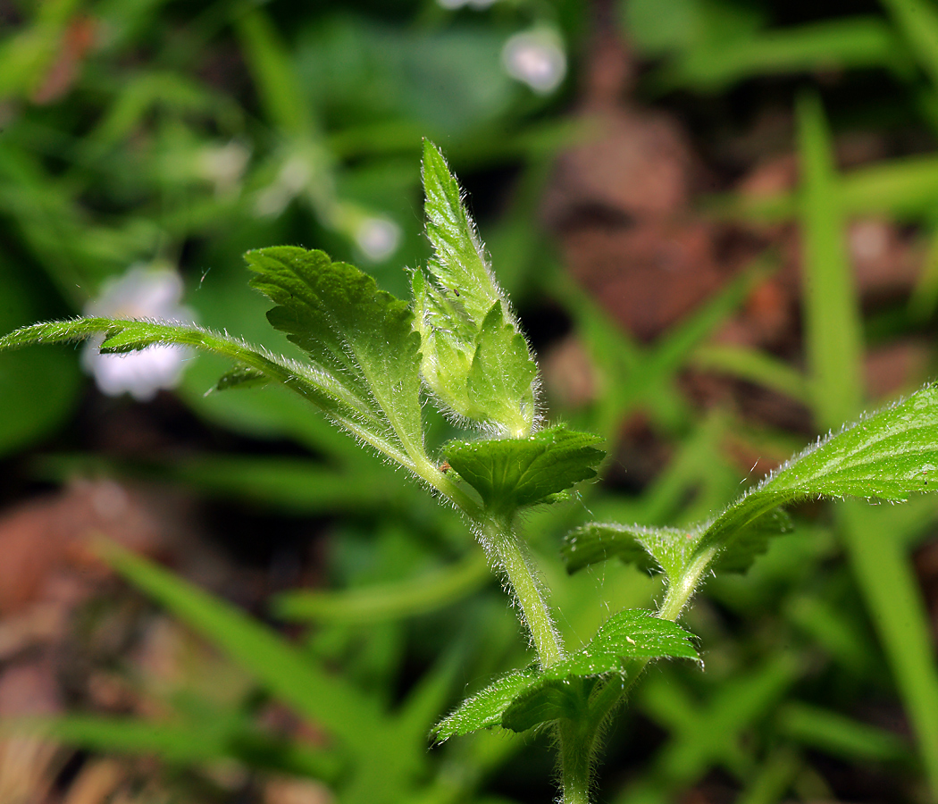 Изображение особи Geum rivale.