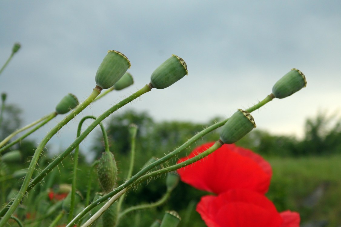 Image of Papaver rhoeas specimen.