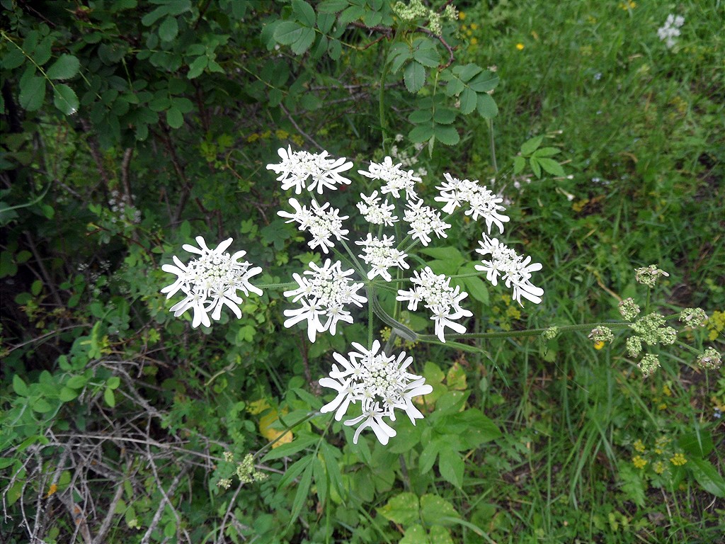 Image of Heracleum apiifolium specimen.