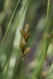 Carex leporina. Соплодие. Свердловская обл., окр. г. Заречный, край Черемшанского болота, на берегу ручья, впадающего в р. Камышенку (под ВЛЭП). 24.06.2016.