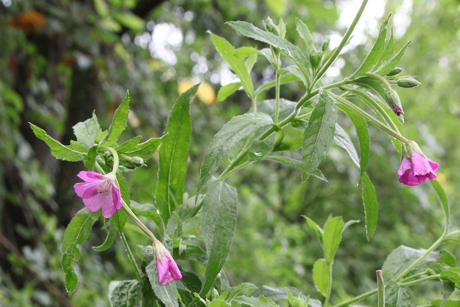 Image of Epilobium hirsutum specimen.