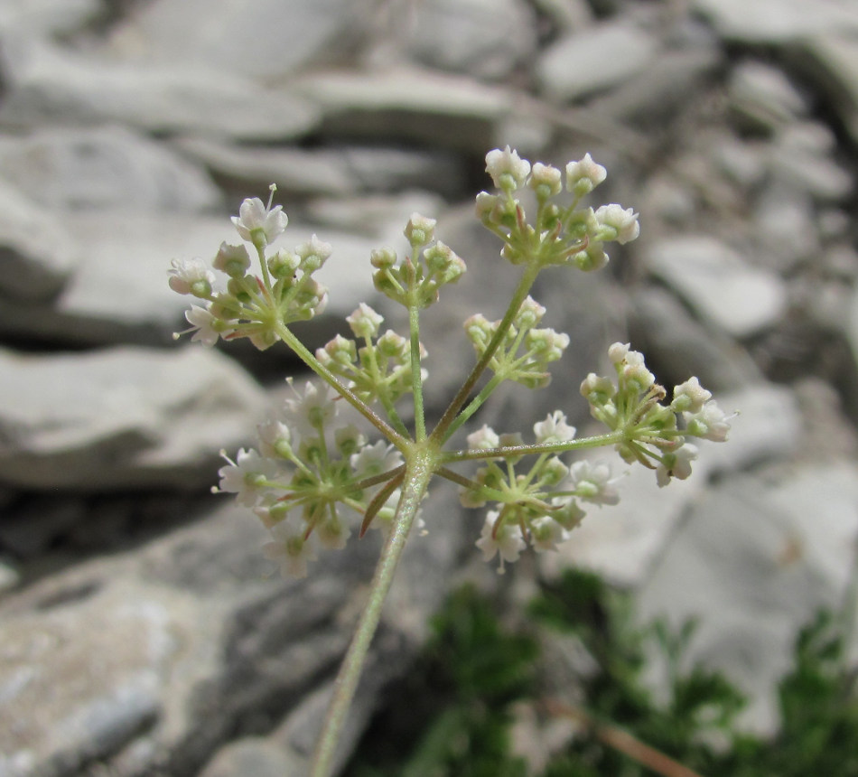 Изображение особи Pimpinella tragium.