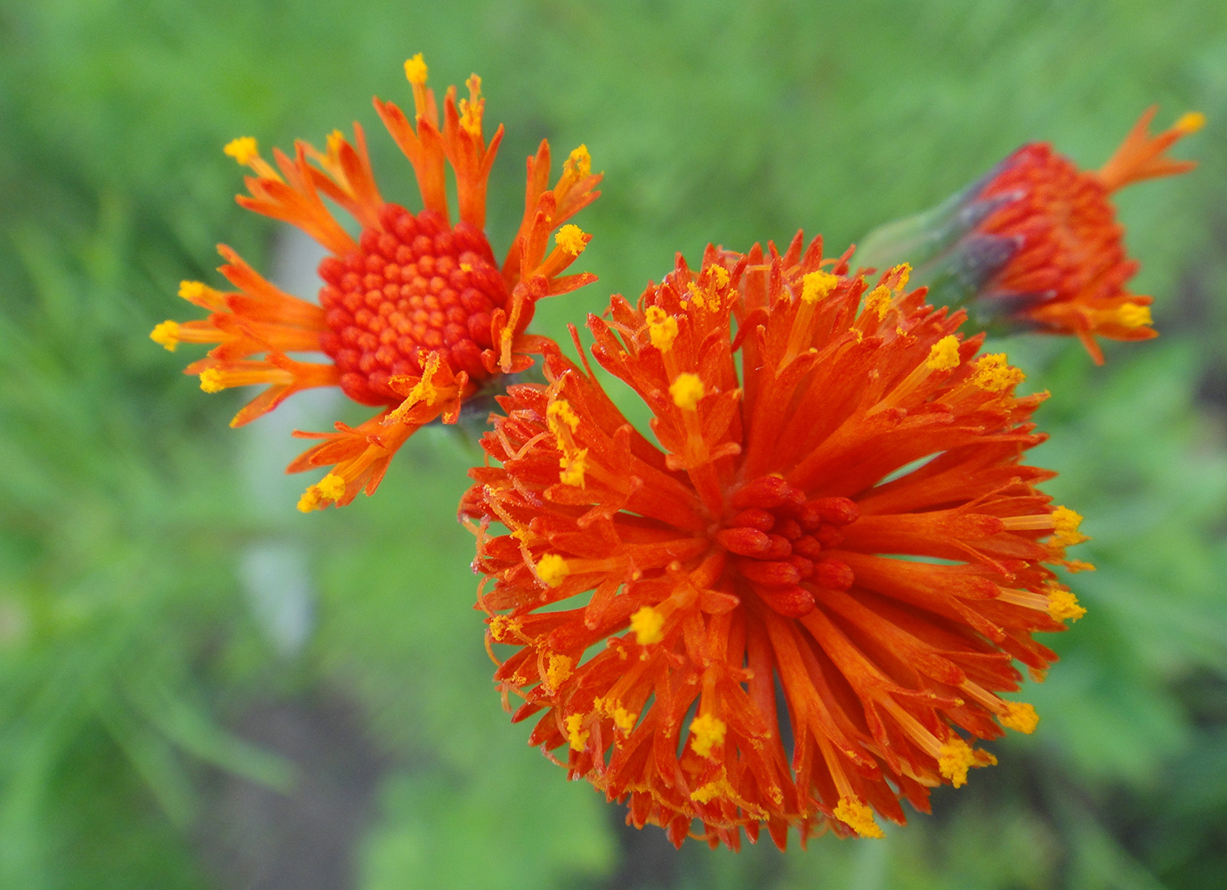 Image of Emilia coccinea specimen.