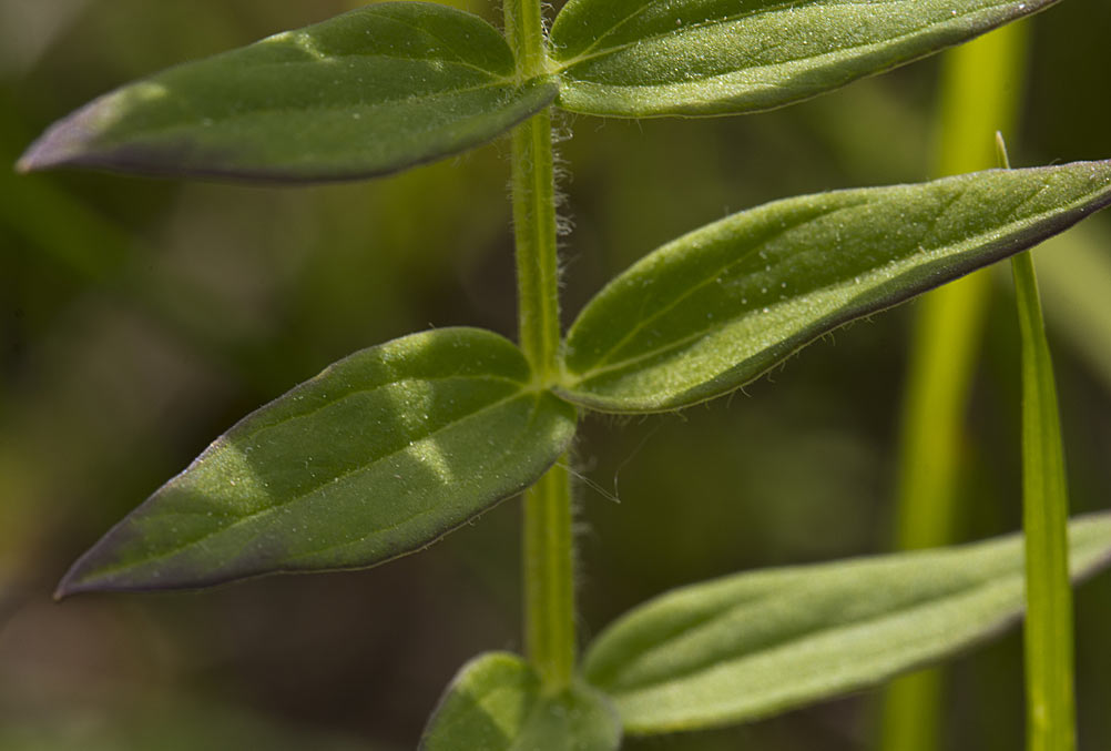 Изображение особи Polemonium caeruleum.