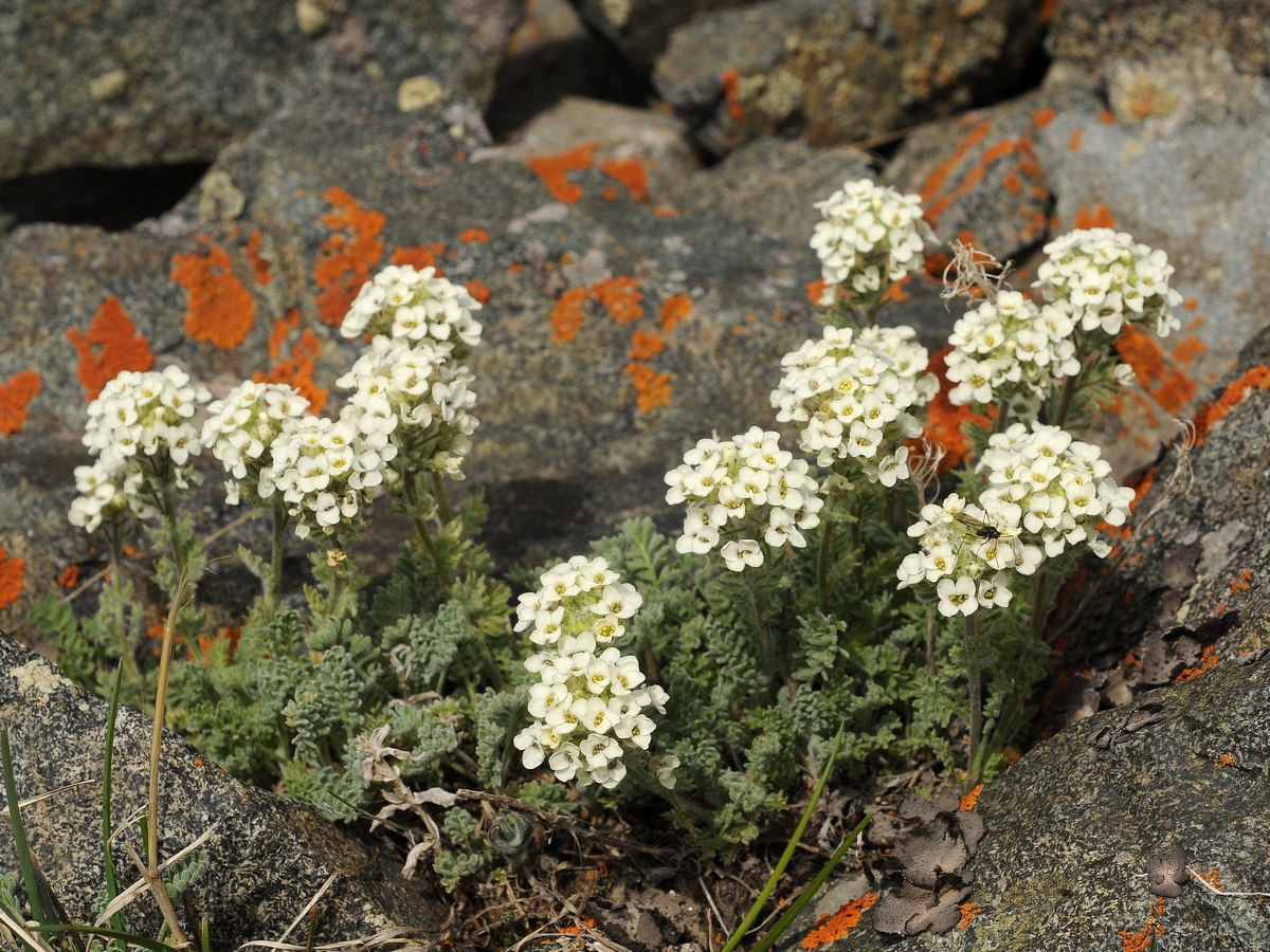 Image of Smelowskia calycina specimen.