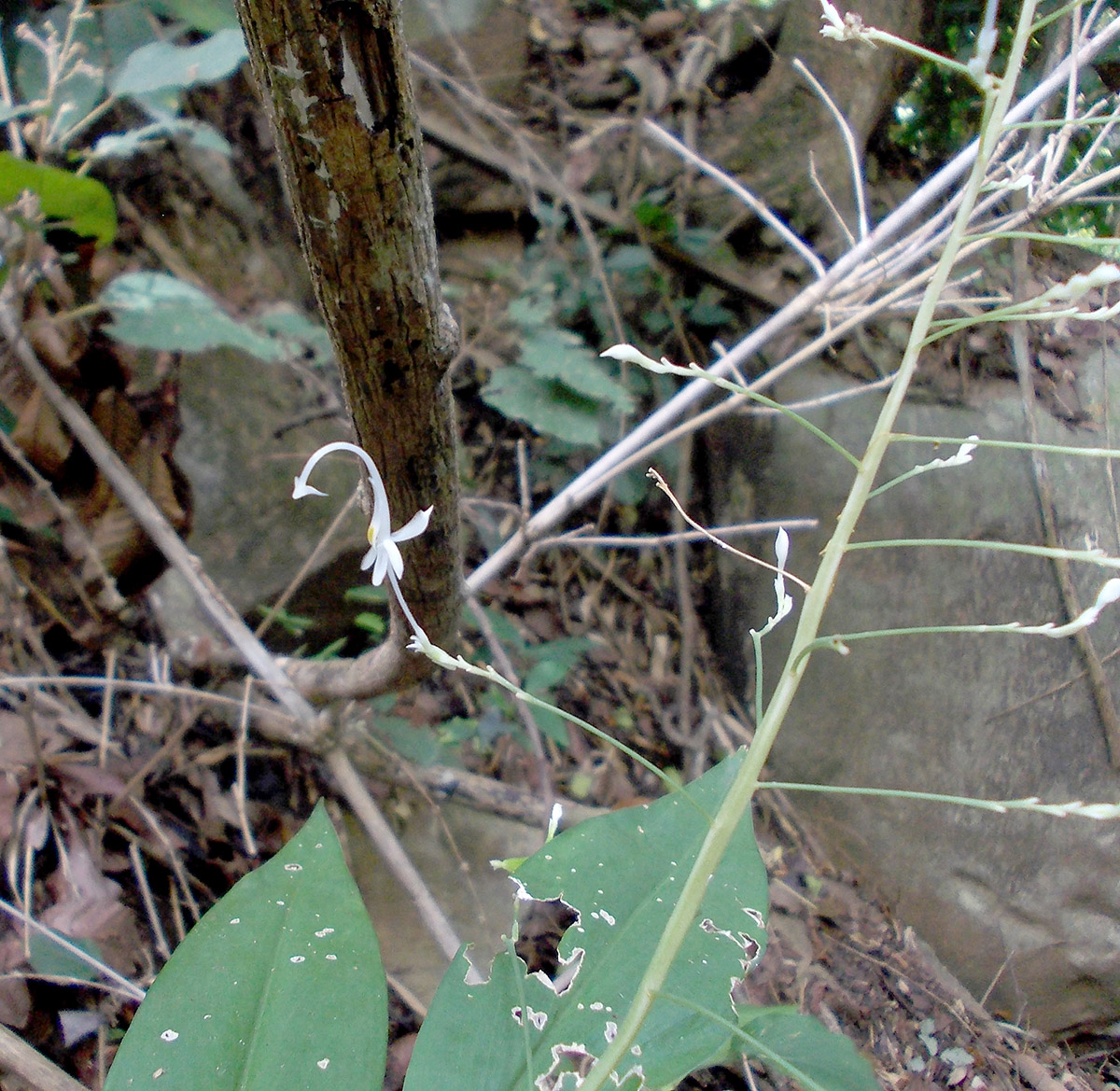 Image of genus Globba specimen.