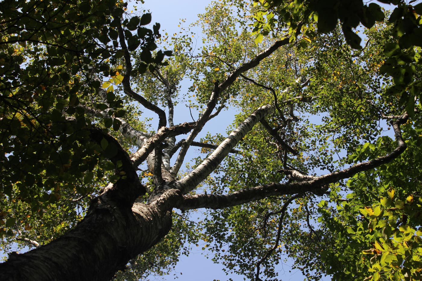 Image of Betula platyphylla specimen.