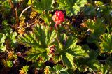 Rubus chamaemorus. Плодоносящее растение. Мурманская обл., окр. пос. Териберка, скальный массив. 02.07.2016.