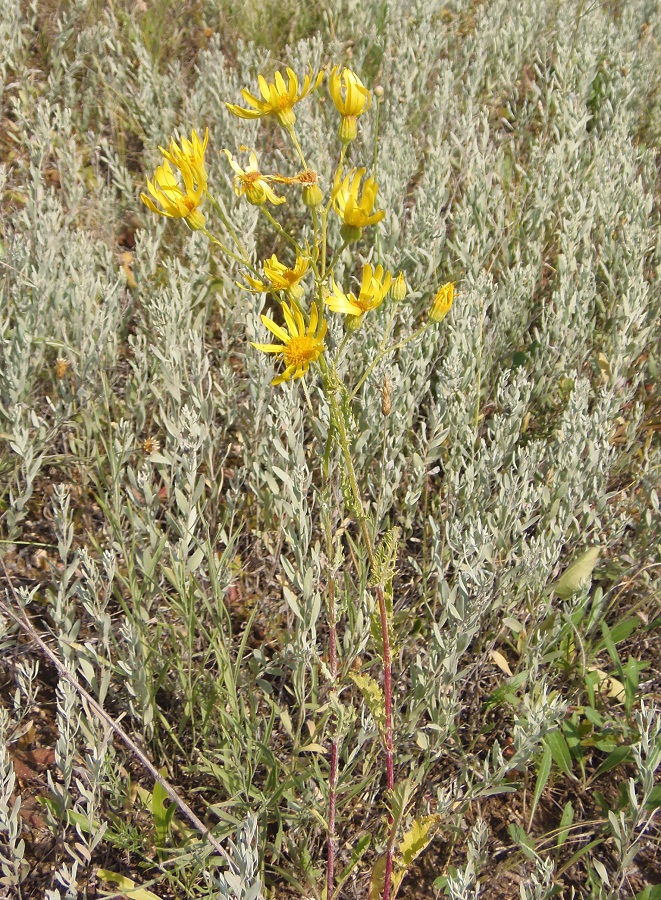 Image of Senecio borysthenicus specimen.