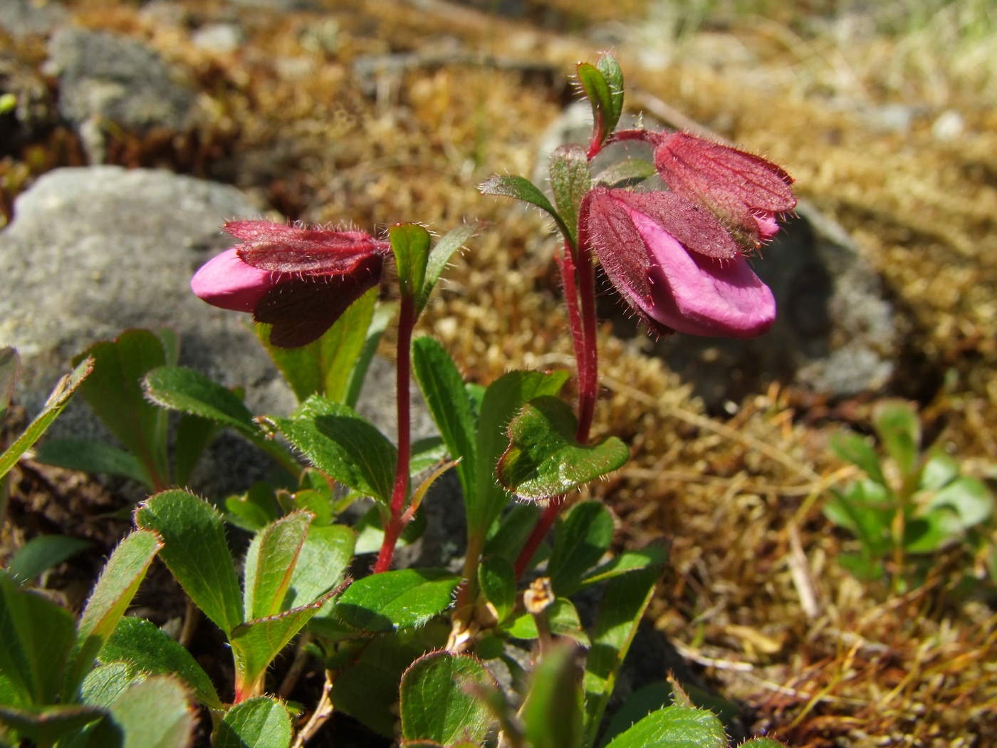 Image of Rhododendron camtschaticum specimen.