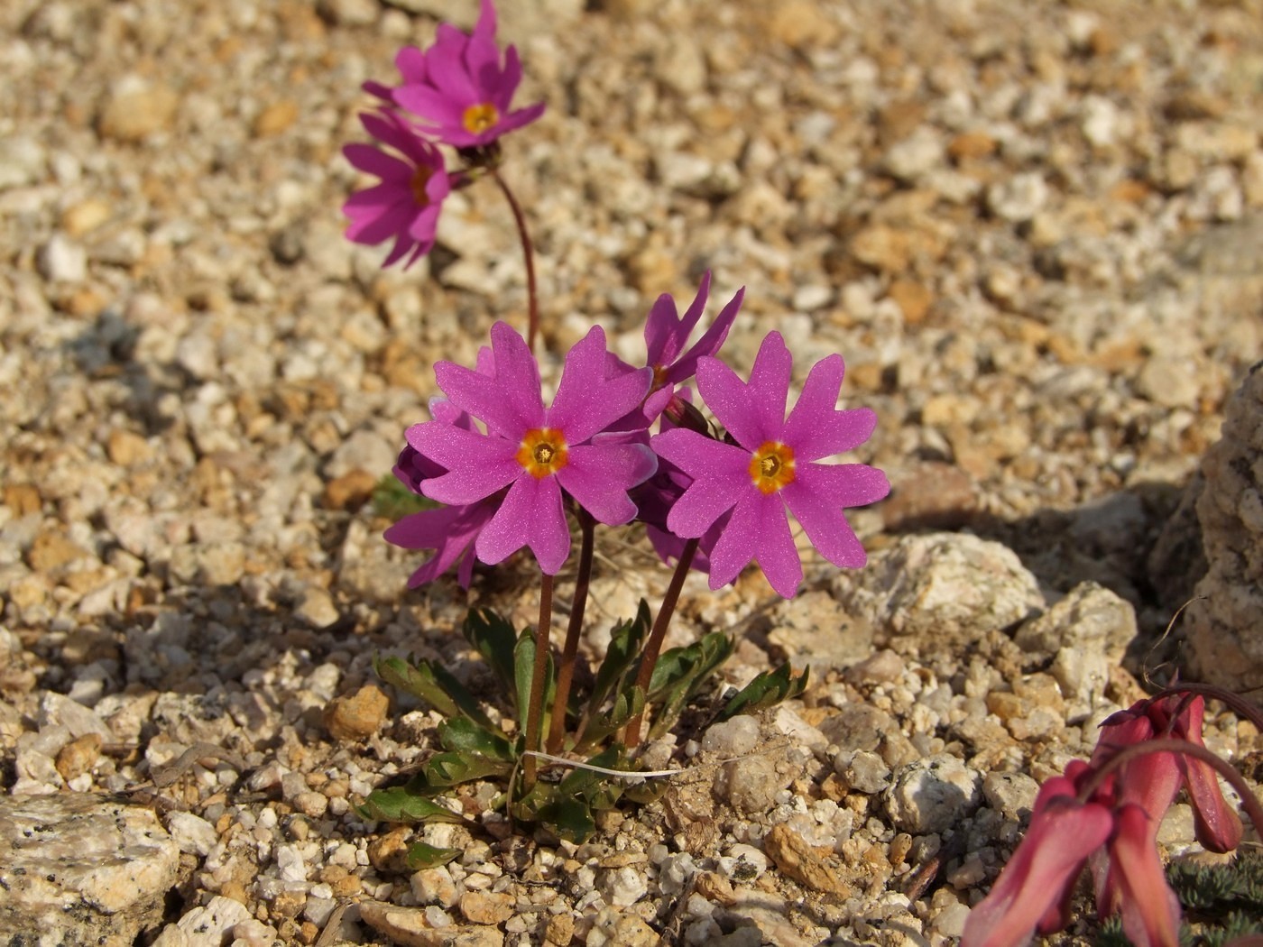 Image of Primula cuneifolia specimen.